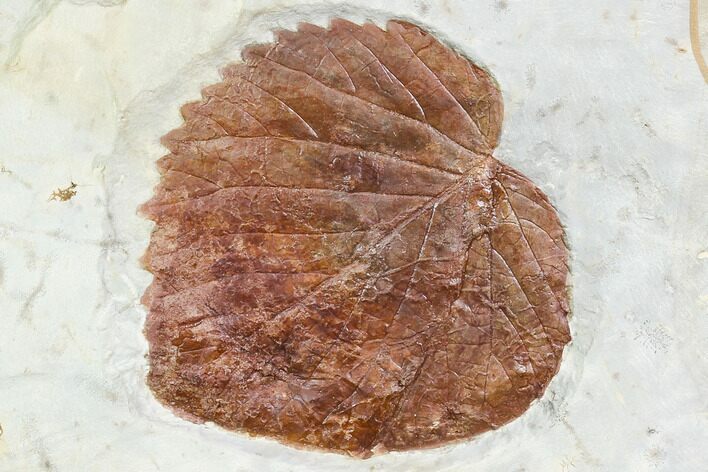 Fossil Leaf (Davidia) - Montana #105136